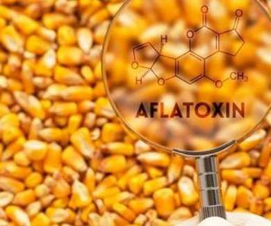 Aflatoxin Maize