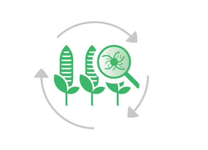 Logo Aflatoxin