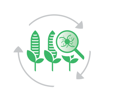 Protocol Monitoring Aflatoxin B1 in maize and by-products of maize - Harvest 2025/2026