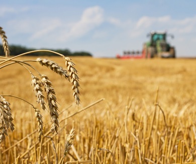 Field with grains