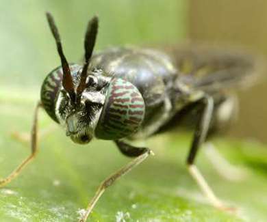 Close up of insect