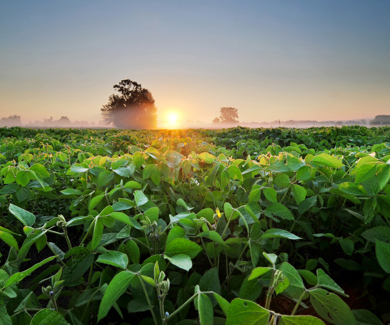 field with crops and rising sun in the background