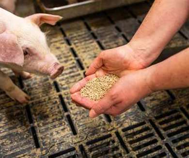 pigs being fed